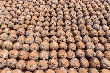 Kesme başıdır doğurmak için Hindistan cevizi parfüm