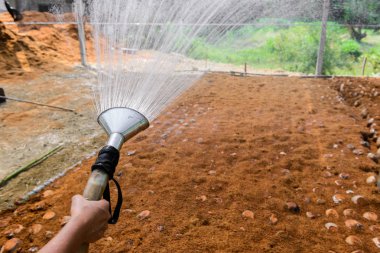 Bahçıvanlar doğurmak için Hindistan cevizi parfüm tarlaları sulanıyor