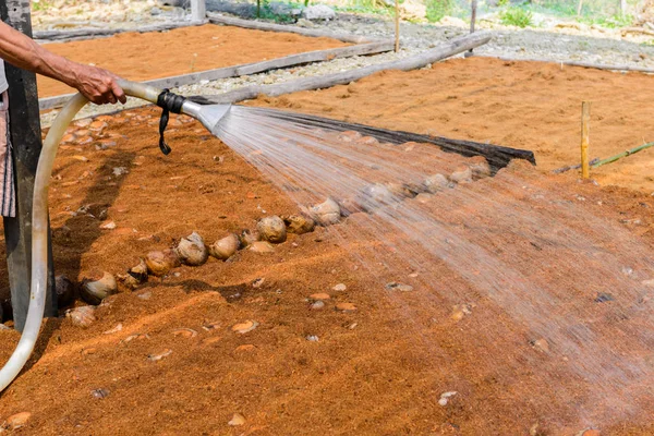 Ogrodnicy są podlewania w plantacji palm kokosowych Perfumy dla ras — Zdjęcie stockowe