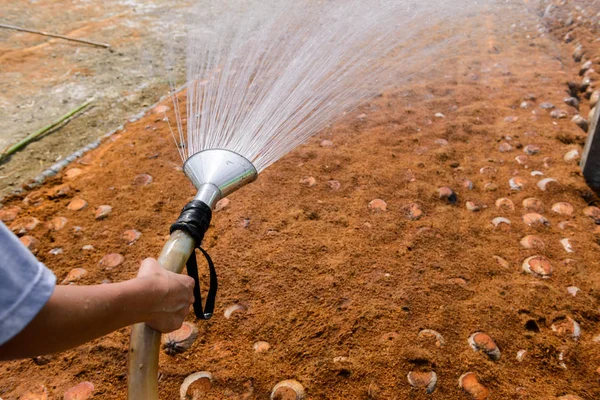 Gardeners are watering in coconut Perfume plantations for Breeds — Stock Photo, Image