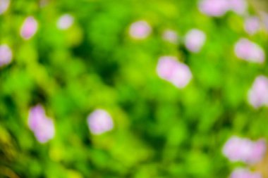 Yeşil bulanık arkaplan ve güneş ışığı