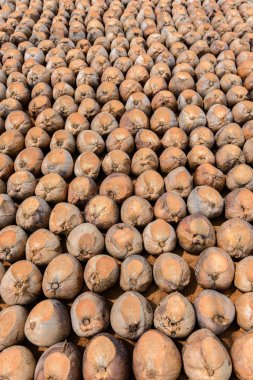 Kesme başıdır doğurmak için Hindistan cevizi parfüm