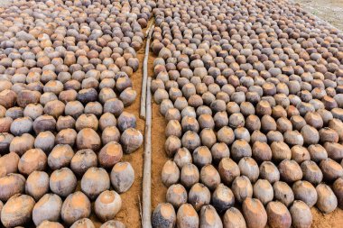 Kesme başıdır doğurmak için Hindistan cevizi parfüm