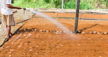 Bahçıvanlar doğurmak için Hindistan cevizi parfüm tarlaları sulanıyor