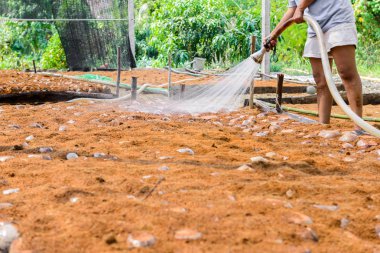 Bahçıvanlar doğurmak için Hindistan cevizi parfüm tarlaları sulanıyor