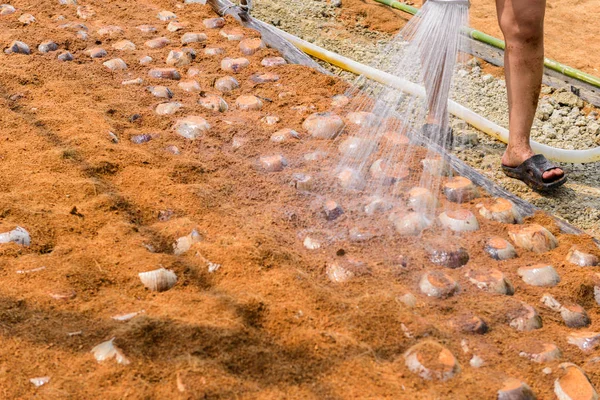 Bahçıvanlar doğurmak için Hindistan cevizi parfüm tarlaları sulanıyor — Stok fotoğraf