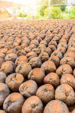 Kesme başıdır doğurmak için Hindistan cevizi parfüm