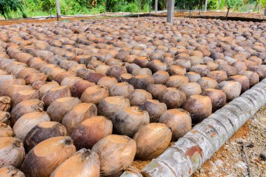 Kesme başıdır doğurmak için Hindistan cevizi parfüm