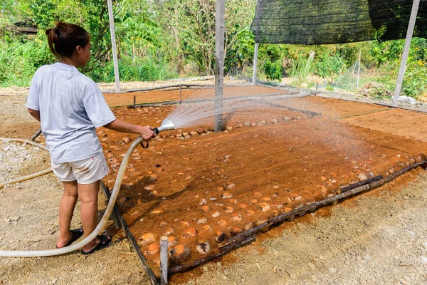 Gardeners are watering in coconut Perfume plantations for Breeds — Stock Photo, Image