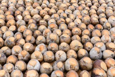 Kesme başıdır doğurmak için Hindistan cevizi parfüm