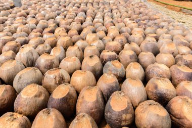 Kesme başıdır doğurmak için Hindistan cevizi parfüm