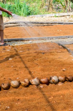 Bahçıvanlar doğurmak için Hindistan cevizi parfüm tarlaları sulanıyor