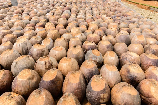 Perfume de coco é cabeça de corte para Raças — Fotografia de Stock