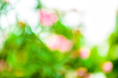 Yeşil bulanık arkaplan ve güneş ışığı