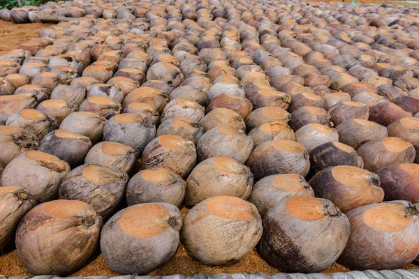 Kesme başıdır doğurmak için Hindistan cevizi parfüm