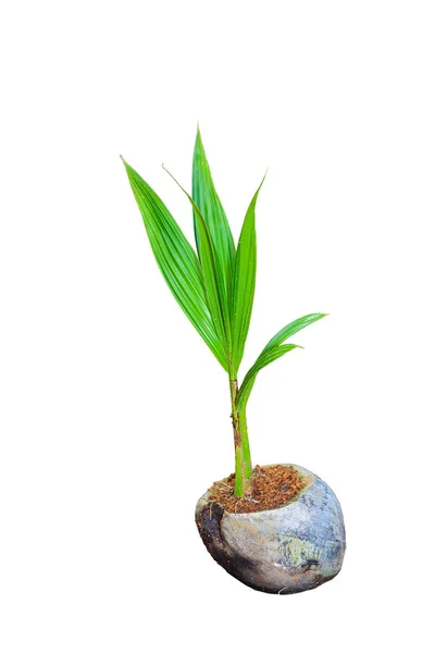 Kokosowy perfum, młodego kokosa na bac białym tle małe drzewa — Zdjęcie stockowe