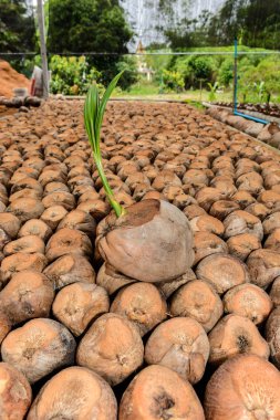 Hindistan cevizi parfüm, genç Hindistan cevizi küçük ağaçlar.