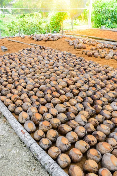 Perfume de coco é cabeça de corte para Raças — Fotografia de Stock