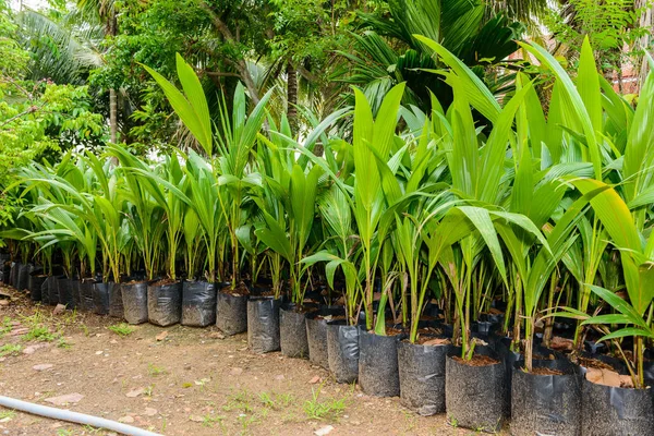 Hindistan cevizi parfüm, genç Hindistan cevizi küçük ağaçlar.