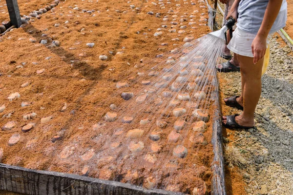 Los jardineros están regando en las plantaciones de coco Perfume para Razas —  Fotos de Stock