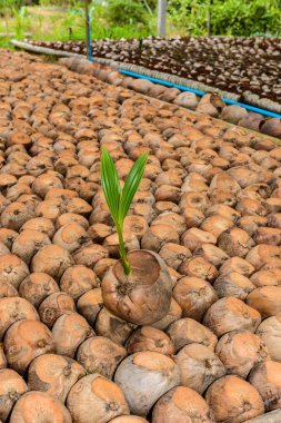 Hindistan cevizi parfüm, genç Hindistan cevizi küçük ağaçlar.