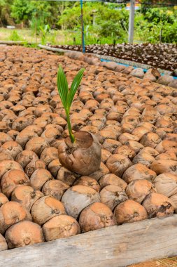 Hindistan cevizi parfüm, genç Hindistan cevizi küçük ağaçlar.