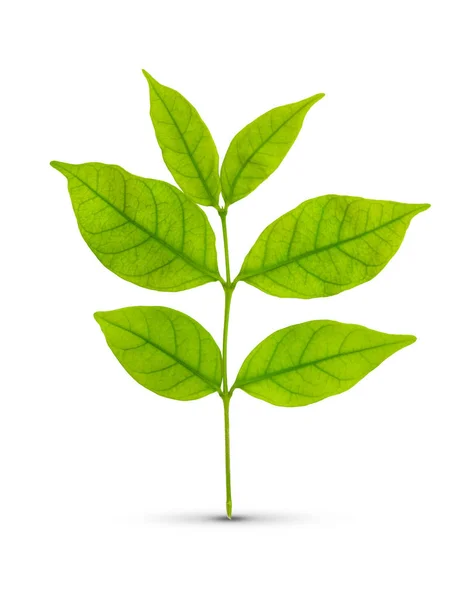 Green leaf isolated — Stock Photo, Image