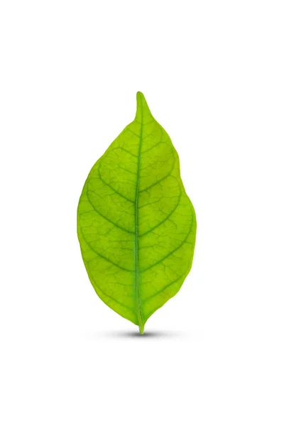 Green leaf isolated — Stock Photo, Image