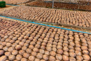 Kesme başıdır doğurmak için Hindistan cevizi parfüm