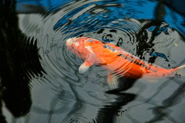 Koi balığı gölette yüzüyor.