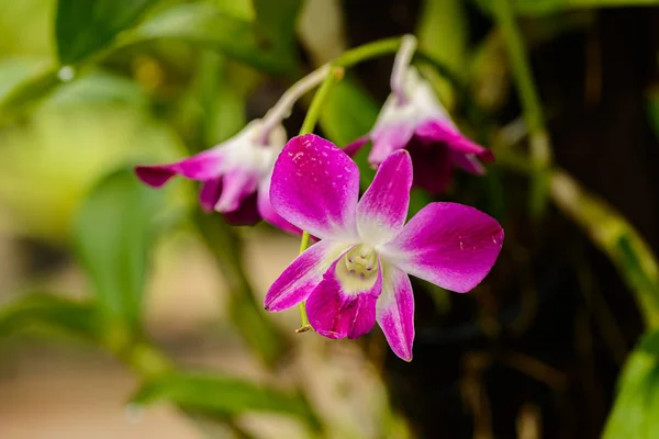 Close up Orchid flower — Stock Photo, Image