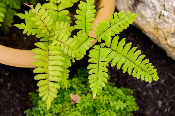 Athyrium filix femina planta samambaia folhas — Fotografia de Stock