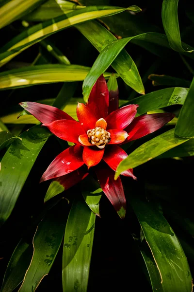 Bromelia (család: Bromeliaceae, alcsalád: Bromelioideae) virág — Stock Fotó