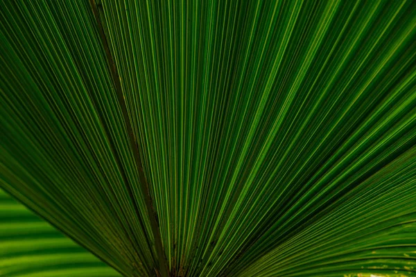 Primer plano de las hojas textura o fondo —  Fotos de Stock