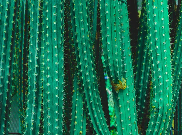 Fondo de Cactus Fashion. Diseño de arte Mínimo Stillife —  Fotos de Stock