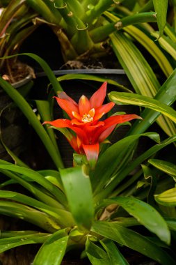 Bromelia (aile: Bromeliaceae, alt familya: Bromelioideae) çiçeği