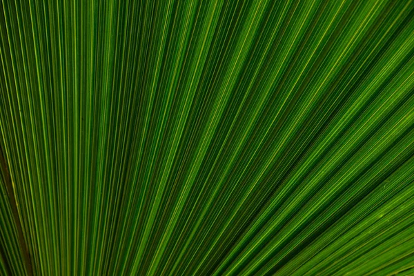 Zbliżenie tekstury liści lub tła — Zdjęcie stockowe