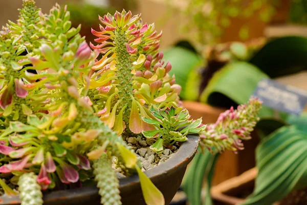 Fecha. planta suculenta. Euforbia ritchiei 'Tricolor jade' — Fotografia de Stock