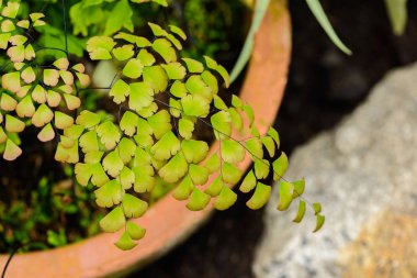 Maidenhair eğreltiotunun (Adiantum radyasyonu)