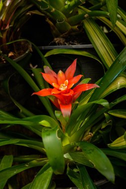 Bromelia (aile: Bromeliaceae, alt familya: Bromelioideae) çiçeği