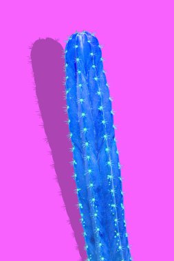 Kaktüs modası izole edilmiş. Sanat Tasarımı Minimum Stillife. Vanilya Tr