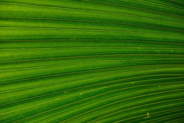 Yaprak dokusu veya arkaplanı kapat