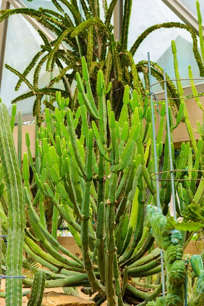 Fechar a árvore de cacto no jardim — Fotografia de Stock