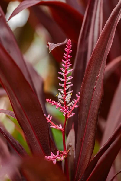 Rosa ou Roxo Cordyline Fruticosa Flor — Fotografia de Stock