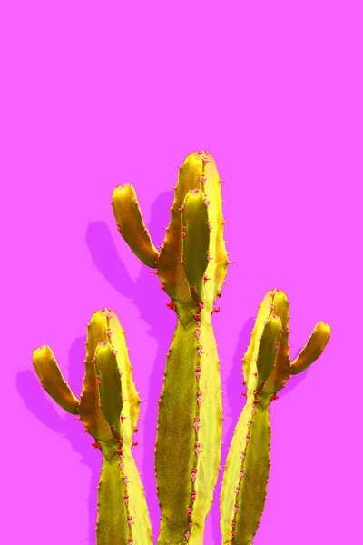Isolated Cactus Fashion. Art Design Minimal Stillife. Vanilla Tr — Stock Photo, Image