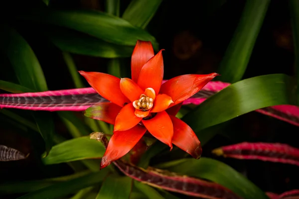 ブロメリア(ファミリー:ブロメリア科、亜科:ブロメリア科)の花です。 — ストック写真
