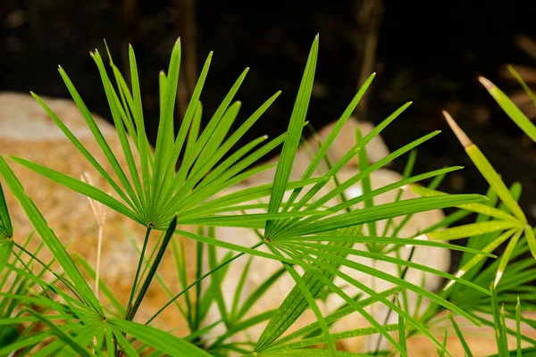 Hoja verde natural de palmera dama (Rhapis exclesa plamae) en garde —  Fotos de Stock