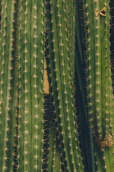 Kaktus w tle mody. Art Design Minimalny Stillife — Zdjęcie stockowe