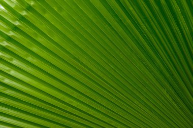 Yaprak dokusu veya arkaplanı kapat Soyut yeşil çizgi arkaplanı, Büyük yeşil yaprağın ayrıntıları