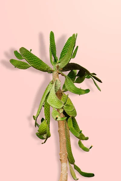 Grüner Gymnocalycium Kaktus Isoliert Auf Pastellrosa Hintergrund Mit Clipping Pfad — Stockfoto